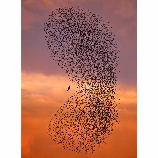 Looking like a giant Pacman, thousands of starlings surround a lone bird of prey which had had swooped down to pick off a straggler. Amateur photographer and grandfather Giangiorgio Crisponi, 69, snapped the image near his home in Cagliari, Sardinia. He said: 