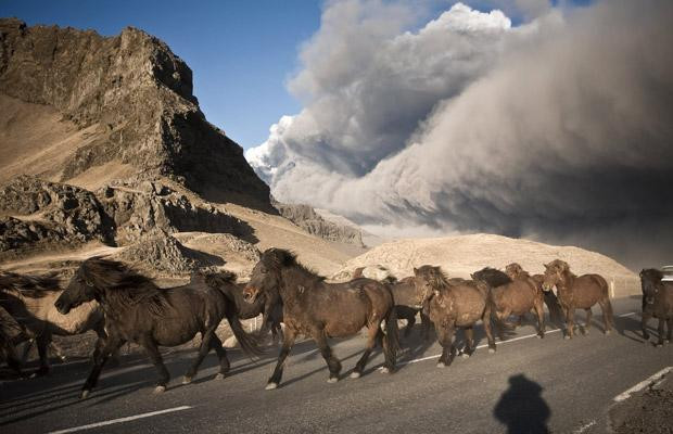 Những thảm họa thiên nhiên, một năm nhìn lại ảnh 2 Horses are herded to safety away from volcanic ash clouds near Eyjafjallajokull, Iceland