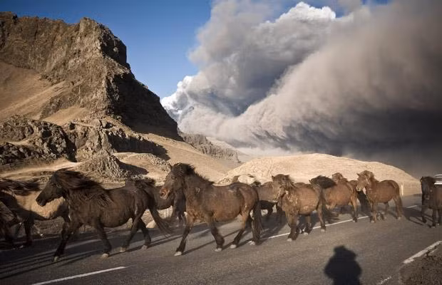 Horses are herded to safety away from volcanic ash clouds near Eyjafjallajokull, Iceland