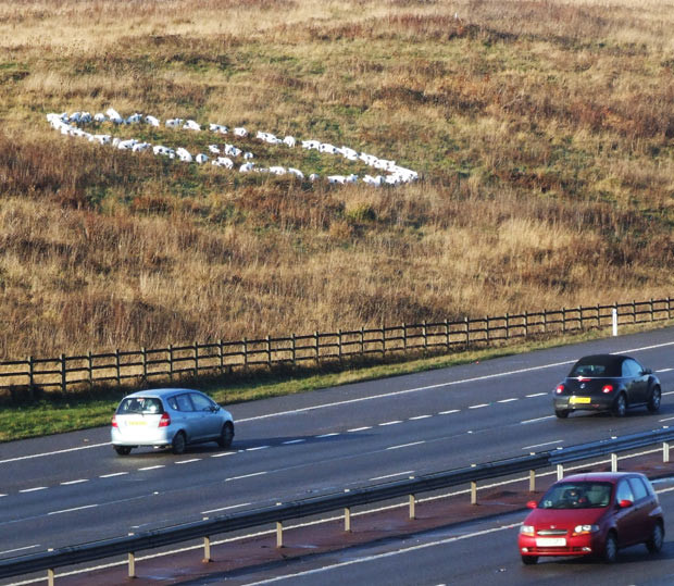 Sự kiện nổi bật của thế giới qua ảnh ảnh 10 This mysterious circle of pigs has been stopping motorists in their tracks on the M40 motorway. Confused drivers have been forced to double take after spotting the bizarre circle of life-size porkers next to the motorway in Warwickshire. Arising out of the fog and frost are approximately seventy plastic pigs arranged in a perfect 60ft circle on a sloping field alongside the northbound carriageway, near junction 12 of the M40. The Gloucester Old Spots are sitting snout to tail in a circle, with six piglets in the centre. The bizarre sight has caused confused motorists to call local radio stations in a bid to uncover the mystery.