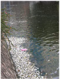 Xác cá "nhuộm trắng" hồ Trúc Bạch ảnh 2