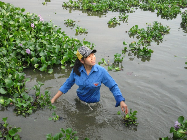 Cô sinh viên nhỏ bé này không ngại dòng nước vẩn đục, bơi xuống sông hăng hái vớt bèo.