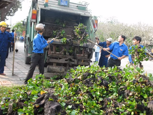 Bèo tây, rác thải sau khi vớt lên bờ được thu gom lên xe đưa đi xử lý.