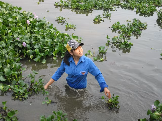 Cô sinh viên nhỏ bé này không ngại dòng nước vẩn đục, bơi xuống sông hăng hái vớt bèo.
