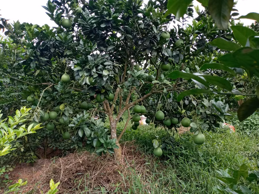 Cây bưởi da xanh được coi là phù hợp với vùng đất này.