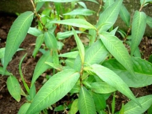 Ăn rau răm sống thì ấm bụng, tiêu thực, sát trùng, tán hàn.