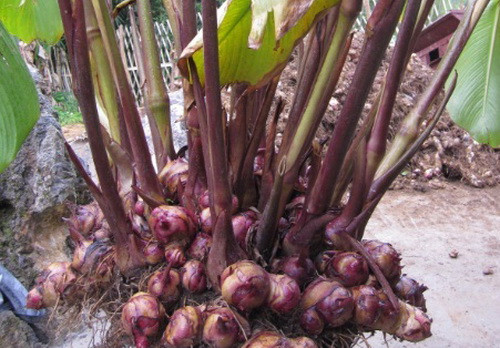 Củ riềng là vị thuốc đa năng.