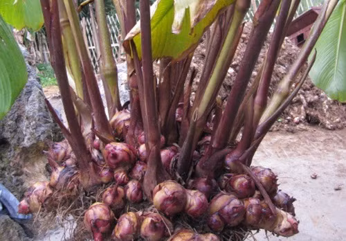 Củ riềng là vị thuốc đa năng.