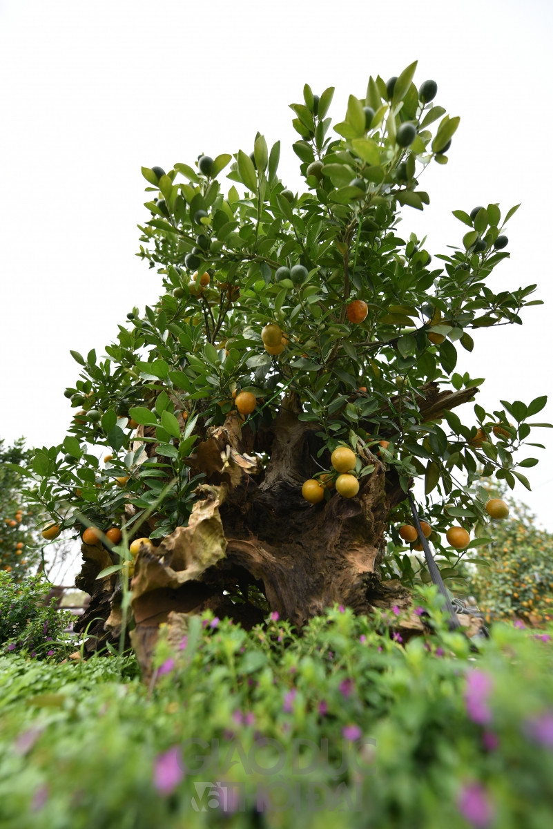 Quất bonsai ghép gỗ lũa giá trăm triệu đồng phục vụ Tết ảnh 6 Quất bonsai ghép gỗ lũa giá trăm triệu đồng phục vụ Tết ảnh 6