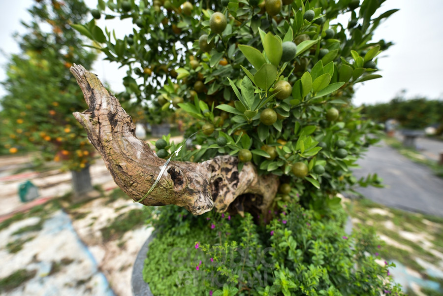 Quất bonsai ghép gỗ lũa giá trăm triệu đồng phục vụ Tết ảnh 8 Quất bonsai ghép gỗ lũa giá trăm triệu đồng phục vụ Tết ảnh 8
