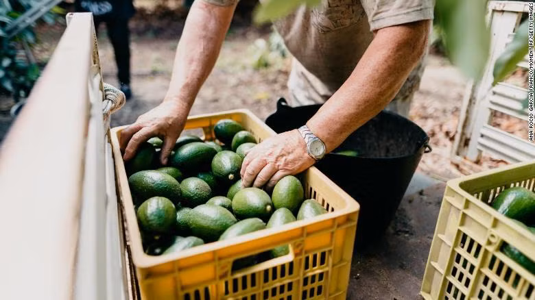 Bơ đang được thu hoạch ở Tây Ban Nha. Ảnh: CNN.