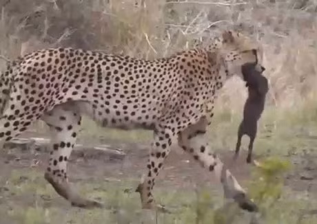 Clip dong vat dai chien an tuong nhat tuan: Trau rung huc bay su tu, bao dom bat ca sau - Anh 3