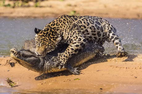 Clip dong vat dai chien an tuong nhat tuan: Trau rung huc bay su tu, bao dom bat ca sau - Anh 8