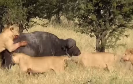 Clip dong vat dai chien an tuong nhat tuan: Trau rung huc bay su tu, bao dom bat ca sau - Anh 4