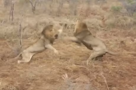 Clip dong vat dai chien an tuong nhat tuan: Trau rung huc bay su tu, bao dom bat ca sau - Anh 11