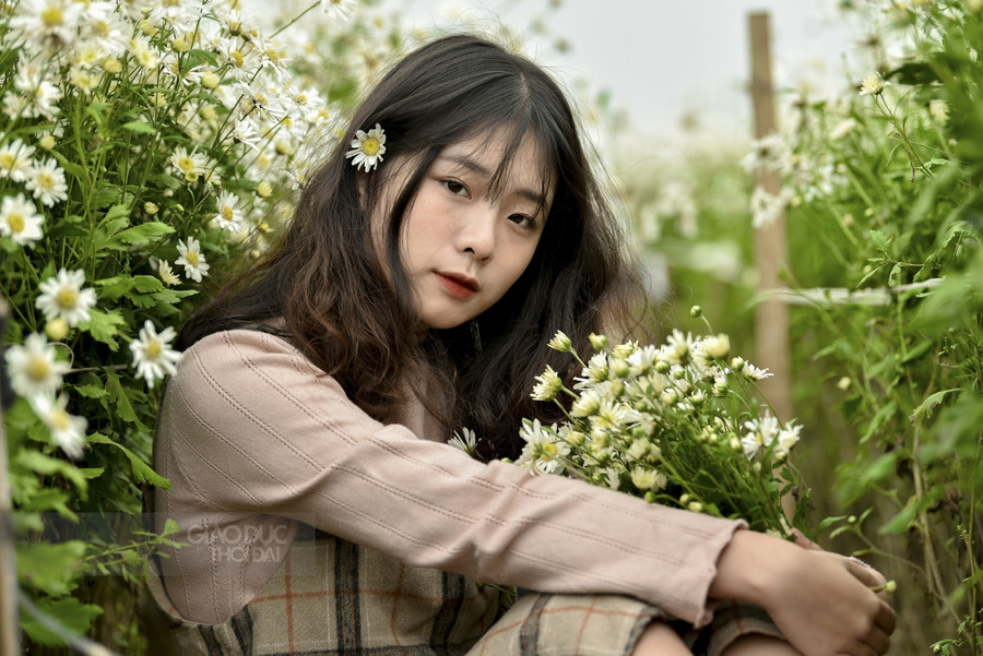 Bạn Phương Uyên, trường THPT Chu Văn An cho biết: &quot; Cúc hoạ mi là loại hoa mà em yêu thích, ý định đi chụp với cúc mi đã có từ rất lâu, nhưng lo ngại đông nên cuối mùa cúc hoạ mi mới có thể thực hiện được&quot;.