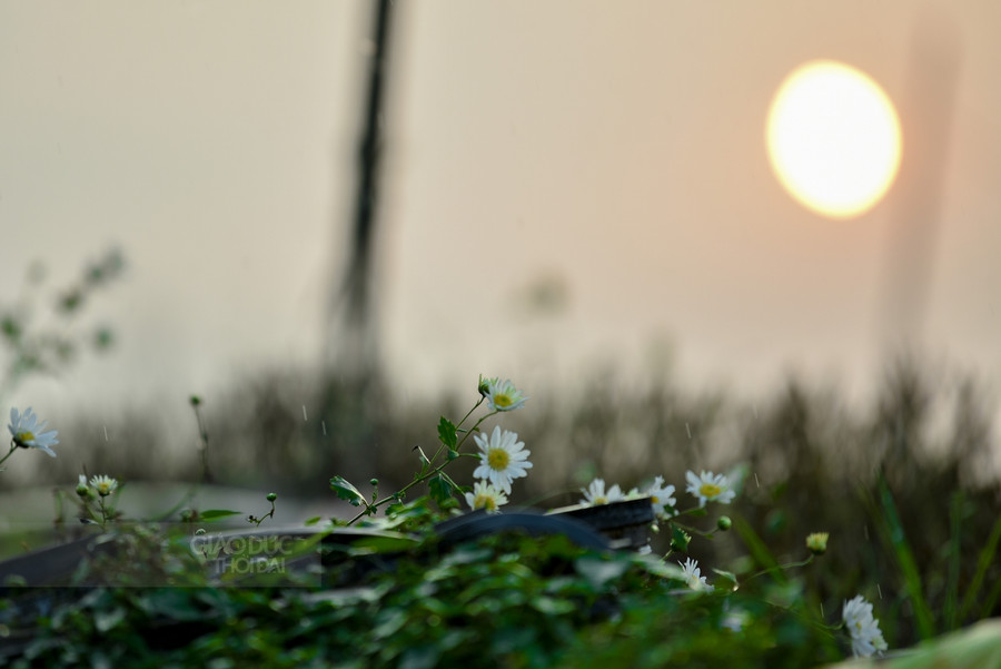 Những bông hoa cuối cùng còn sót lại trong vườn.