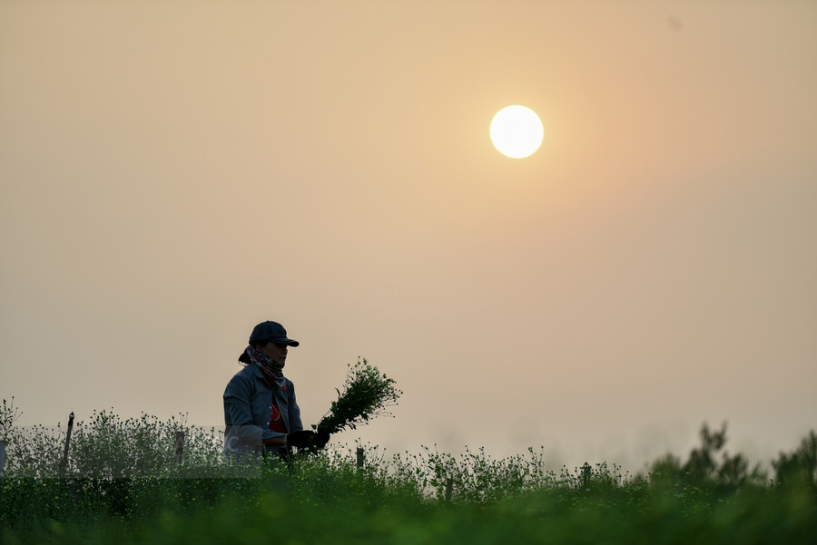 Cúc họa mi cuối mùa níu chân người Hà Nội ảnh 3