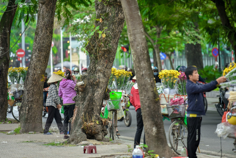 Cũng chỉ một vài ngày nữa thôi là mùa Họa Mi đầu đông đi mất, những gánh hàng hoa, xe chở hoa đã dần vắng bóng những bông cúc mi trắng.