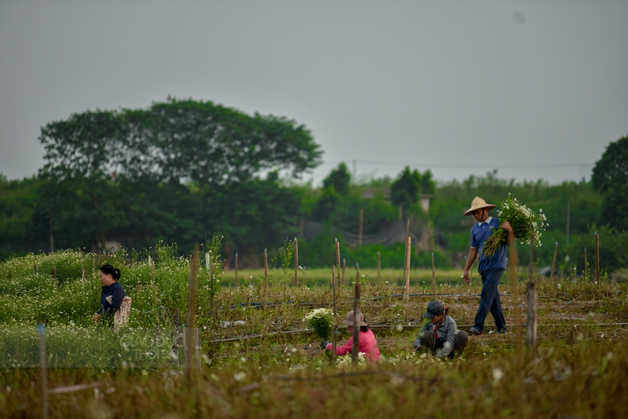 Cuối ngày người dân vẫn thu hoạch những bó cúc hoạ mi cuối cùng.