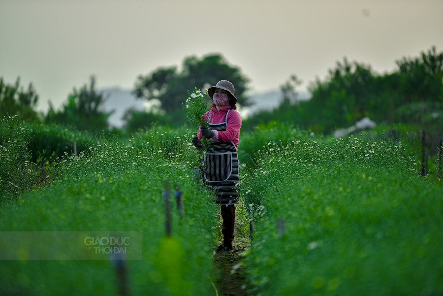 Tại vườn những luống cúc hoạ mi cuối cùng cũng đang nở dần.