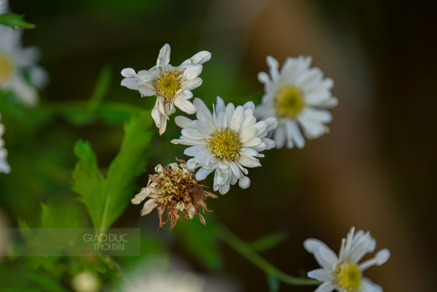 Theo các chủ vườn, chỉ trong tuần này, họa mi sẽ hết mùa. Giá hoa ở chợ hay hàng rong cũng đắt hơn. Cắt tại vườn sẽ rẻ (thường rẻ bằng một nửa) nhưng chỉ còn 1-2 vườn ở Nghi Tàm còn hoa.