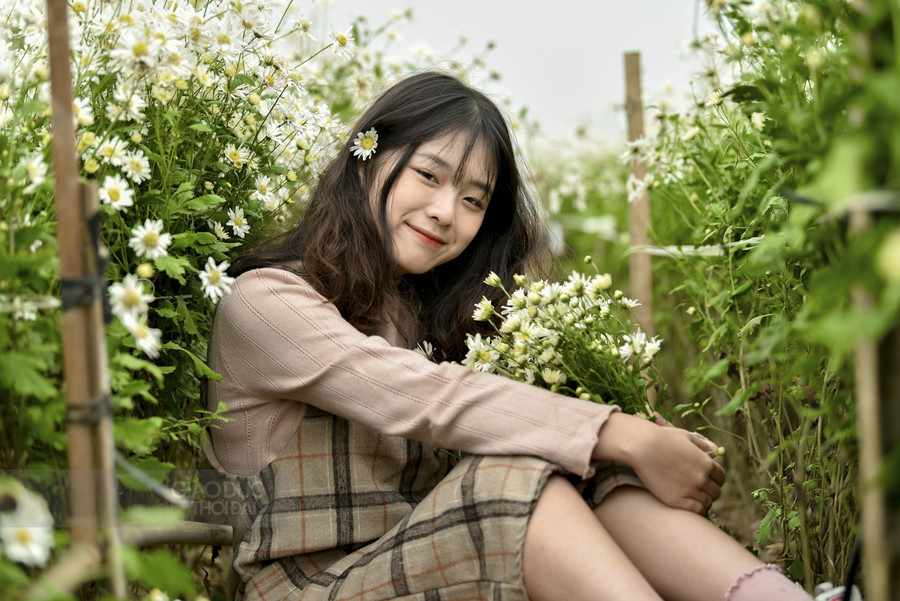 Cúc họa mi cuối mùa níu chân người Hà Nội ảnh 6