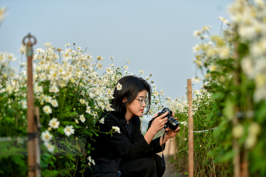 Cúc họa mi cuối mùa níu chân người Hà Nội ảnh 10