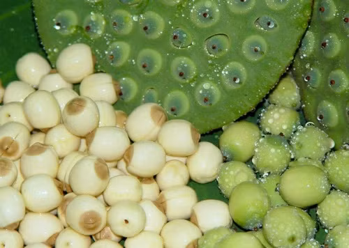 Hạt sen trị các chứng tâm tỳ hư