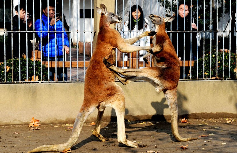 2 chú kangaroo giao đấu tại vườn thú Tô Châu, Trung Quốc Kangaroos fighting at Suzhou Zoo, Jiangsu Province, China