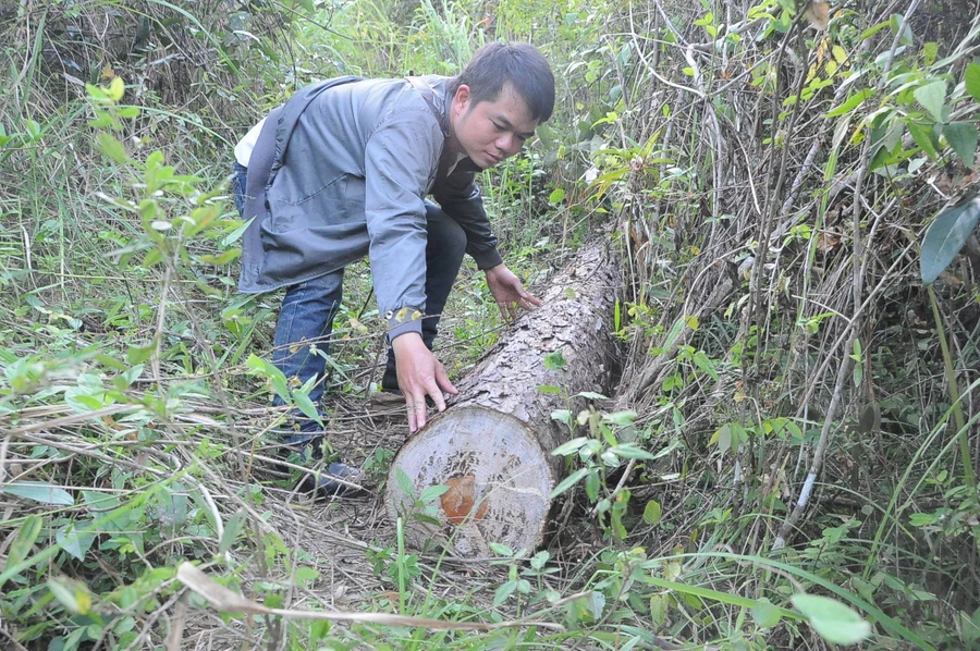 Lâm tặc đại náo rừng thông