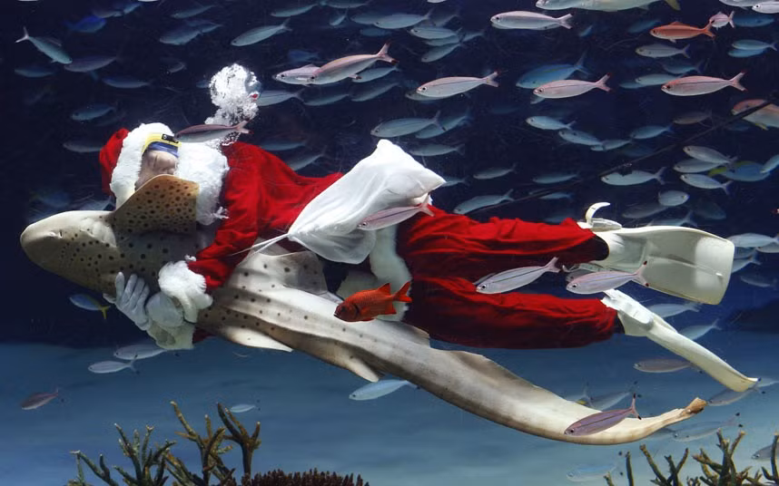 A diver dressed as Santa Claus hugs a zebra shark as he swims with fish inside the Sunshine International Aquarium in Tokyo
