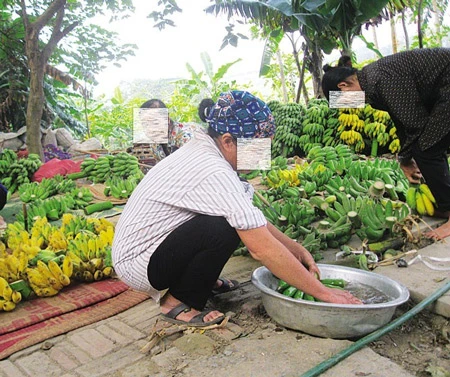 Lật tẩy mánh thúc chuối chín “siêu tốc” bằng hóa chất độc hại