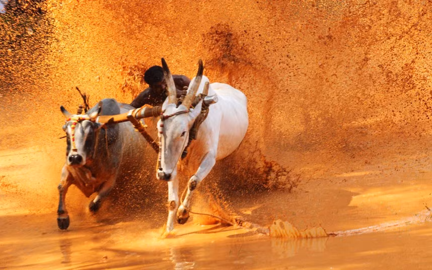 A contestant bites the tail of one of his bulls to make it run faster during an oxen race held at a paddy field in Malappuram,