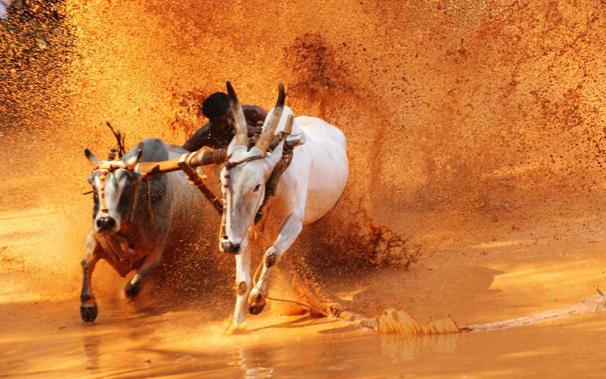 Một cuộc thi bò đực được tổ chức tại một cánh đồng ở Malappuram (Ấn Độ) A contestant bites the tail of one of his bulls to make it run faster during an oxen race held at a paddy field in Malappuram,