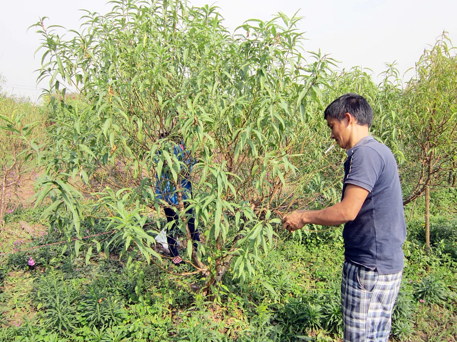 Người trồng đào phập phồng chờ Tết