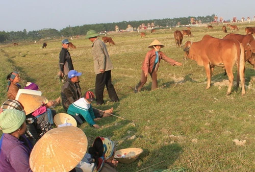 Một sào lúa mua được hai bát phở, nông dân trả ruộng