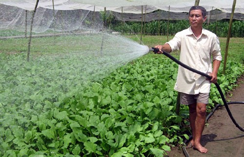 Chăm sóc rau an toàn