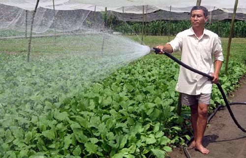 Chăm sóc rau an toàn