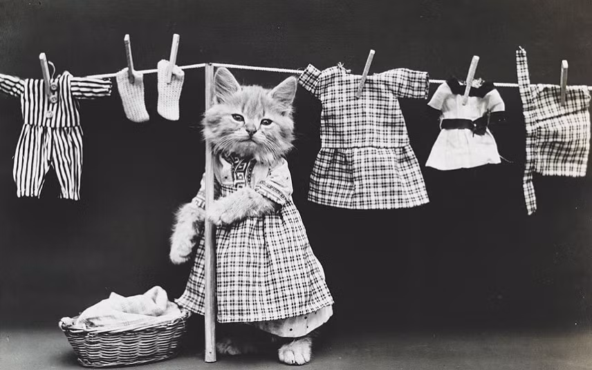American photographer Harry Whittier Frees created a series of humorous photos by dressing up cats and dogs, then posing them in human situations accompanied by props. Dating from around 1914, the pictures were made into novelty postcards and children