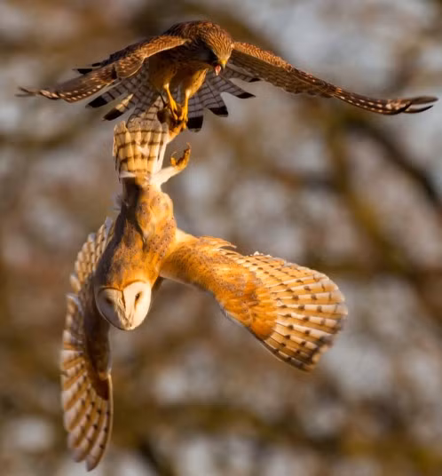 A barn owl and a kestrel fight over a field vole in midair. Police Constable Chris Armstrong of Thames Valley Police, was out bird-watching at Moor Green Lakes, Finchampstead on his day off when he witnessed the dramatic moment a kestrel swooped down on an unsuspecting owl and tried to make off with his lunch.