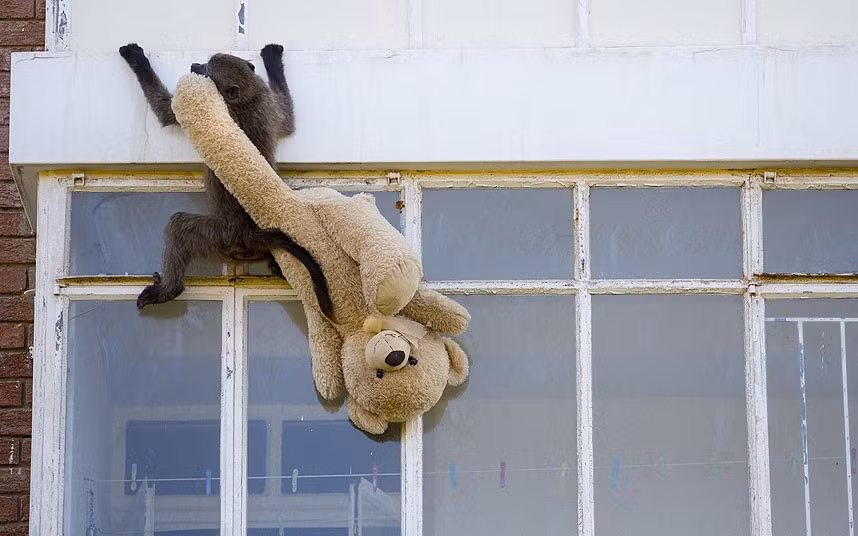 These baboons show they really are cheeky monkeys by breaking into a flat, stealing food and proudly parading their loot - including a giant teddy bear. Around 10 chacma baboons clambered into the third floor flat and wreaked havoc, after one of their accomplices managed to get the window open. The hairy burglars scaled the block of flats