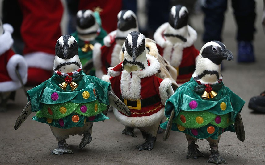 Những chú chim cánh cụt mặc bộ đồ dịp Noel tại Yongin, Hàn Quốc Visitors look at penguins wearing Santa Claus and Christmas tree costumes during a promotional event for Christmas in Yongin, Korea