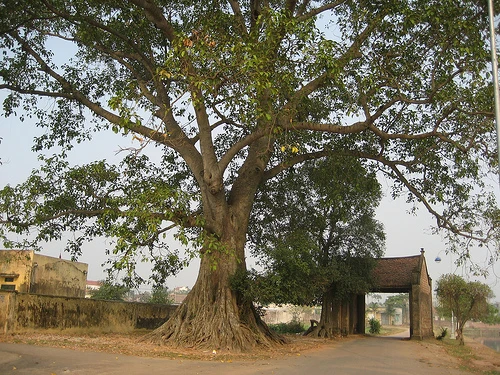 Phôi pha ký ức cổng làng