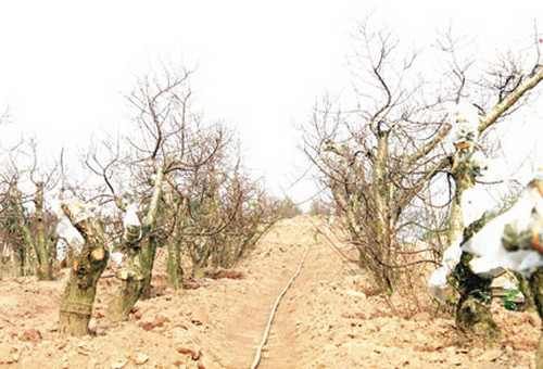 Những vườn ươm đào đang chờ Tết để bung nở