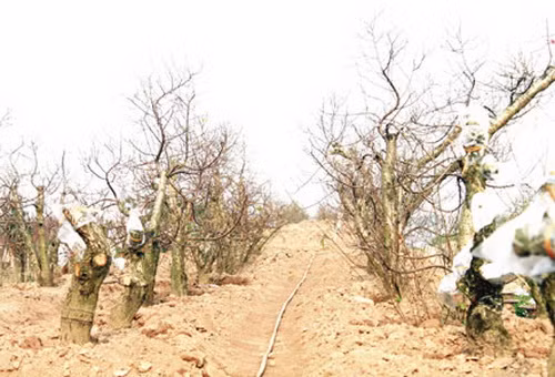 Những vườn ươm đào đang chờ Tết để bung nở