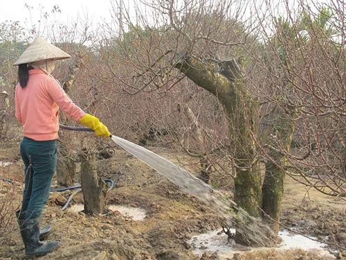 Đào xuống sắc, quất tả tơi