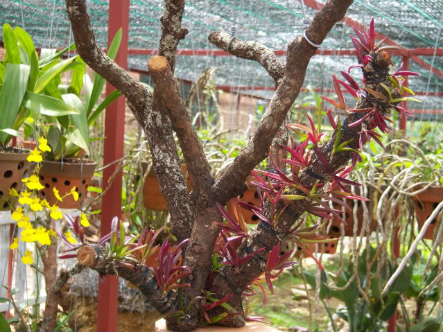 Dưới bàn tay nghệ nhân những nhành hoa lan được thổi thêm hồn trở thành tác phẩm nghệ thuật Dưới bàn tay nghệ nhân những nhành hoa lan được thổi thêm hồn trở thành tác phẩm nghệ thuật