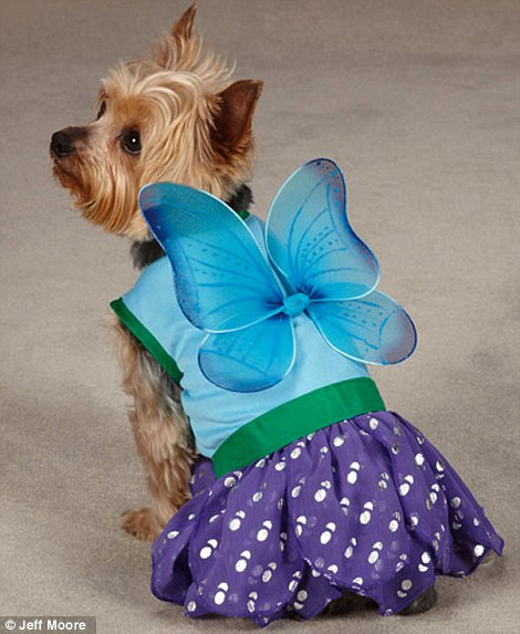 A Yorkie in a butterfly suit, and right: Ewe look rather sheepish... the Yorkshire terrier wearing a woolly costume Read more: http://www.dailymail.co.uk/femail/article-2126169/Dog-fancy-dress-outfits-Easter-sale-poor-pups-dont-look-best-pleased.html#ixzz1rLxJJrFo