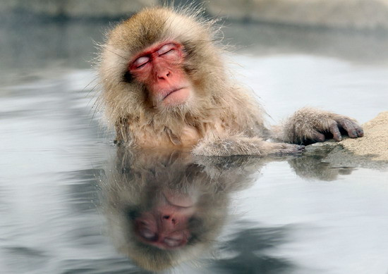 A Japanese snow monkey relaxes in a hot spring in the Jigokudani valley in northern Nagano Prefecture, Japan on Feb 10, 2012. The macaques descend from the forests to the warm waters of the hot springs in the mornings, and return to the security of the forests in the evenings